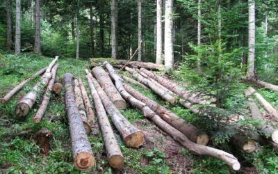 SVE VIŠE DOJAVA O ILEGALNOJ SJEČI ŠUME