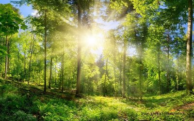 U ESTONIJI RAZVIJEN SISTEM KORIŠTENJA ŠUMSKIH BOGATSTAVA BEZ SJEČE STABALA