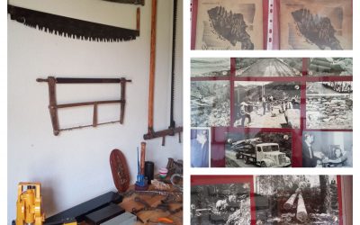 U POSJETI MUZEJU ŠUMARSTVA RASADNIKA ŽEPČE: VRIJEDNA ZBIRKA KOJA SVJEDOČI O DECENIJAMA RADA U ŠUMARSKOM SEKTORU