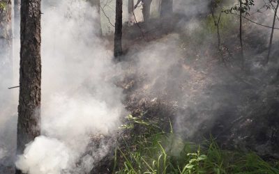 RADNICI ŠUMSKO-PRIVREDNIH DRUŠTAVA I OVOG LJETA GASE POŽARE